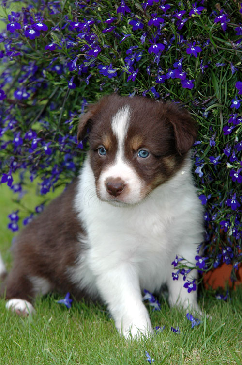 rhea-pup-6.jpg