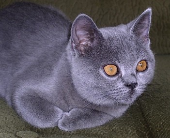 brifibi91327.jpg