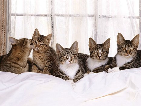 cats2.jpg